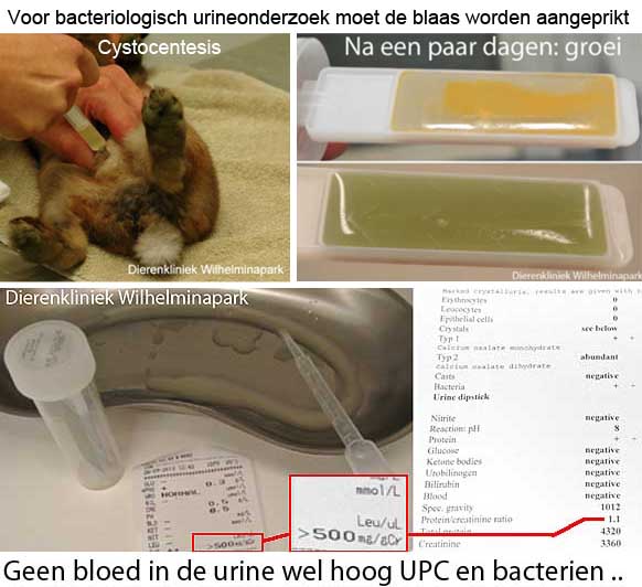 De urine wordt nagekeken op bacterin door een uricult, het is belangrijk dat de urine steriel wordt verkregen: door een cystocentesis